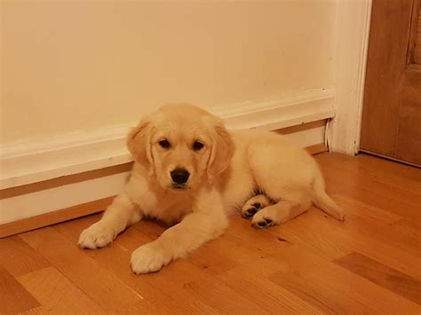 1 to 20 of 22 results. Golden Retriever Puppy for sale | London, West London ...