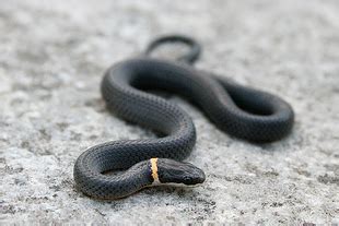 The northern ringneck snake is a smallish snake, only growing up to two feet long. File:Diadophis punctatus edwardsii crop.jpg - Wikimedia ...
