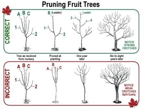 Pruning is a technique that is employed by gardeners in order to control growth, remove dead or diseased wood or stimulate the formation of flowers, which in turn lead to fruits. How to Prune Fruit Trees