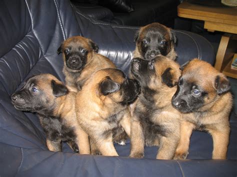 Belgischer malinois belgischer schäferhund malinois welpen begleithund podenco ich liebe hunde hunde bilder tierfotografie hunde rassen. Hunde - Rassehunde - Malinois Tieranzeigen Seite 3