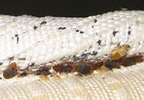 For guaranteed bedbugs pest control and treatment , call us on 1800 896 369. Bed Bugs And Bed Bug Pest Control Sydney