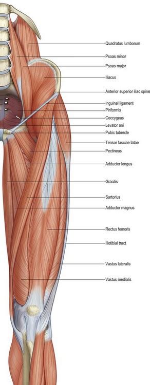 Each muscle below has the bones in bold for intermediate learners and the specific bony landmarks for advanced learners. anatomy of the hip and buttock | Musculoskeletal Key