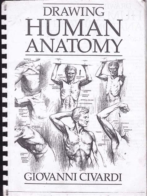 Drawing human anatomy has been authored and developed by michael mattesi whose force drawing series are very popular in the field if you are new to this book, you should know that the chapters in force: drawing human anatomy by Giovanni Civardi