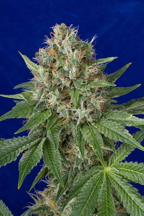 Google has many special features to help you find exactly what you're looking for. Sale of Og Kush regular seeds from HSO