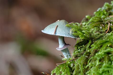 Follow their code on github. frisch geschlüpfter pilz, ND (Forum für Naturfotografen)