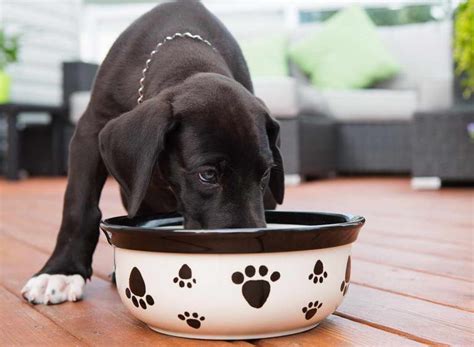 The same rings true for dogs older than seven years of age and any dogs that have been diagnosed with diabetes. Avoid This Worst Dog Food | petswithlove.us