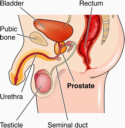 #113 Reproduction in humans - Reproductive system ...