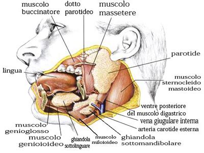 La patología más frecuente es el adenoma pleomorfo. Tumore Parotide e Ghiandole Salivari - Terapia Dott.Spinelli