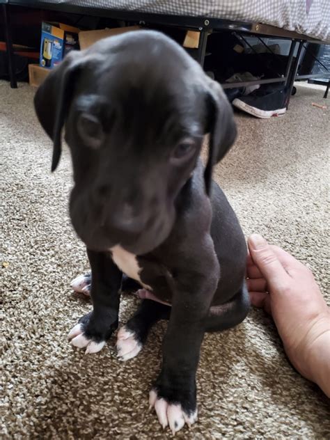 Extended family, fur babies or man's best friend. Great Dane Puppies For Sale | Clinton Township, MI #321528