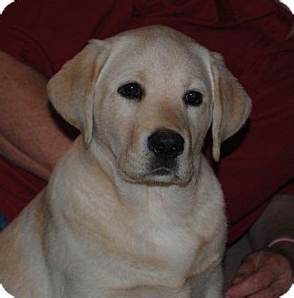 Why go to a dog breeder, cat breeder or pet store to buy a dog or buy a cat. ORANGE COUNTY, CA - Labrador Retriever. Meet Daisy a Pet ...