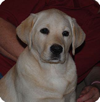 Interactions can be facilitated via webex or facetime to get a sense of the pet's personality. ORANGE COUNTY, CA - Labrador Retriever. Meet Daisy a Pet ...