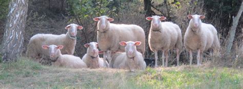 Welches ist eigentlich das gefährlichste tier der welt? ostfriesische Milchschafe