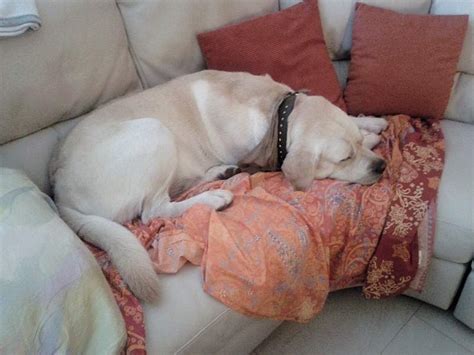 Kann man hunde in der wohnung halten? Kann man einen Labrador in der Wohnung halten? Großer Hund ...