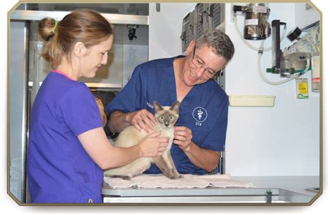 I would actually estimate that at least 70% of pets are overweight or obese. Mobile Vet Services at Slidell Veterinary Hospital