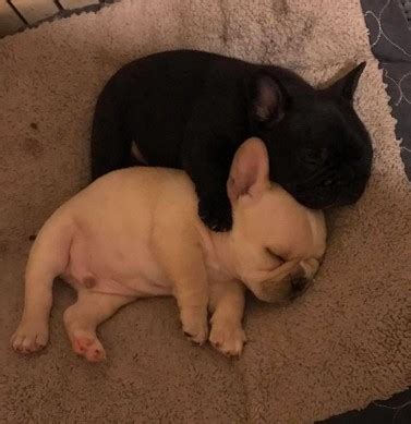 Opt to adopt if you can! FRENCH BULLDOG PUPPY PICTURES - PHOTOS OF FRENCHIES IN TEXAS