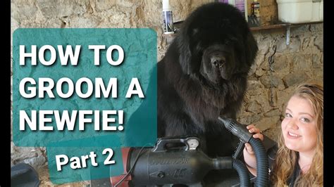 I'm here to apologize to my canadian viewers and hope to shed l. NEWFOUNDLAND DOG GROOMING // How to groom your Newfie Part ...