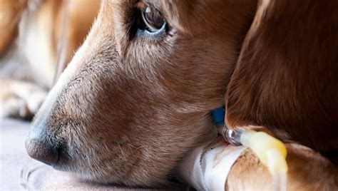 How does cancer affect dogs? Anemia In Dogs: Causes, Symptoms, & Treatment - DogTime