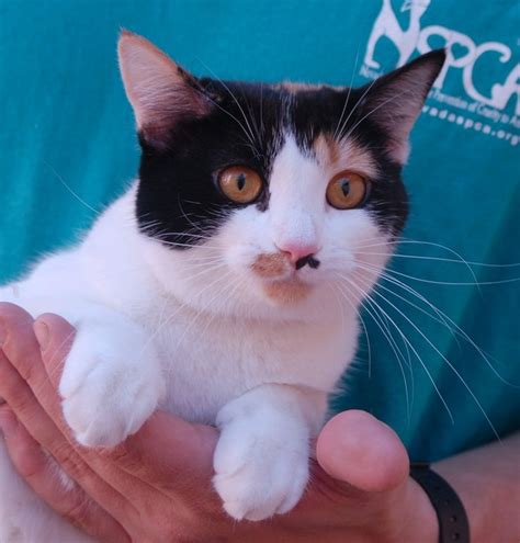 All cats, dogs and rabbits adopted from a la animal services shelter that do not already have a microchip, will be implanted with one. 10 best CATS/DOGS-(NV-**NO-KILL**)-NEVADA SPCA, LAS VEGAS ...