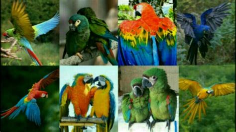 Macaw scarlet baby, jual burung macaw blue and gold, jual burung macaw gren winged, jual macaw baby, jual burung kakatua jambul kuning, jual burung kakatua raja hitam, jual burung kakatua. Jenis Burung Macaw dan harganya 2019 - YouTube