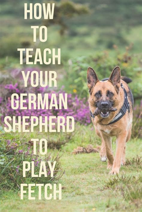 Provides an easy and proven solution to help you overcome all puppy training problems. How To Train Your German Shepherd To Play Fetch | German ...