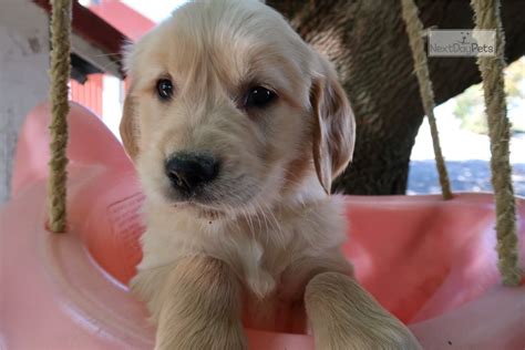Use the search tool below and browse adoptable golden. Sammy: Golden Retriever puppy for sale near Indianapolis ...
