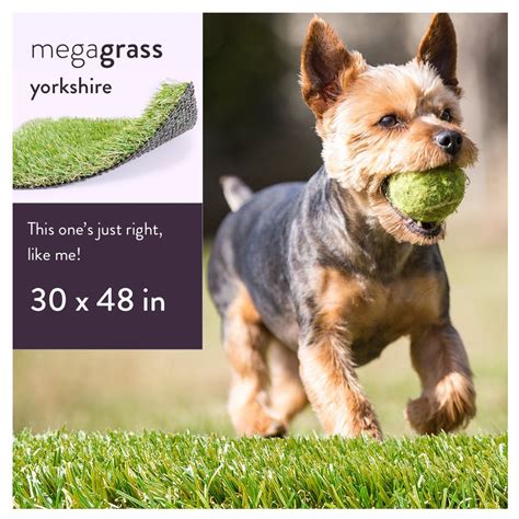 Try fresh patch if you: MegaGrass Yorkshire 30 x 48 in Artificial Grass for Small Pet Dog Potty Indoor/Outoor Area Rug ...