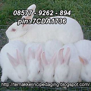 Kandang kelinci ideal untuk outdoor. Ternak Kelinci Pedaging: Jenis Kelinci Pedaging