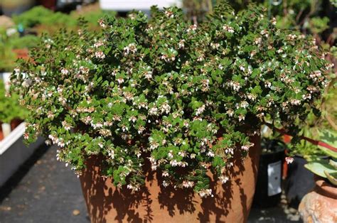 Flower scent is like lemons mixed with honey. PlantFiles Pictures: Berberis, Barberry, Oregon Grape ...