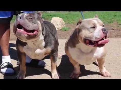 The american bulldog is a breed of utility dog. Mo Kennel : Pocket Bully VS Standard Bully ( Bolo son ...