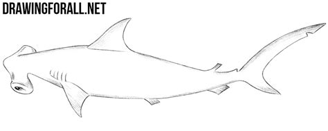 We did not find results for: How to Draw a Hammerhead Shark | Drawingforall.net