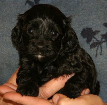 Puppies waiting for their new family! Puppies for sale - Cockapoo, Cockapoos - ##f_category## in ...