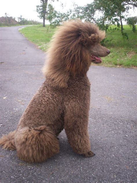 See more ideas about miniature poodle, poodle, dogs. Pin on Poodle Puppies