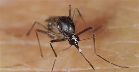 Hoewel er dit jaar nog geen tijgermuggen werden gespot in ons land, waarschuwt het instituut voor tropische geneeskunde voor nieuwe toegangswegen waarlangs het insect belgië kan bereiken. Vindplaatsen gevaarlijke tijgermuggen Veenendaal eindelijk ...