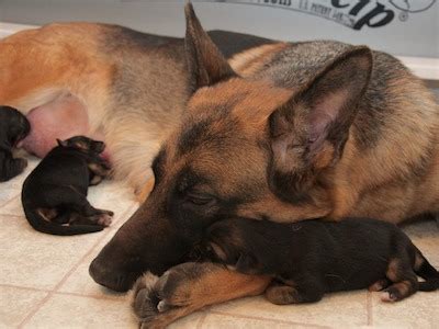 Puppy is german shepherd mix beautiful puppy shots and dewormed ready for a good home today! (2/25/2015)