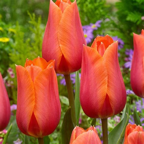 Save money by sending flowers directly with a local florist. Buy Tulip Temple of Beauty - J Parker Dutch Bulbs in 2020 ...