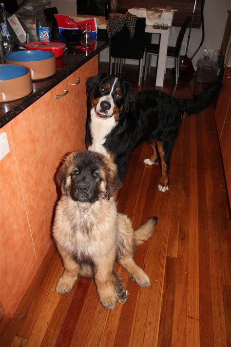 Berner puppies for sale straight from the our mountain farm. Kaiser the Leonberger & Zeus the Bernese Mountain Dog ...