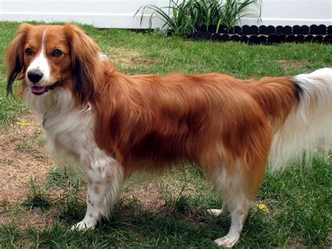 Den nederlandse kooikerhondje ( holländska nederlands kookerhondje kooikerhondje är en av fågelhundarna, som liknar spanielerna. Kooikerhondje Welpen Holland