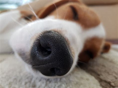 Pets to rest cremates all types of household pet, from guinea pigs and bunny rabbits to cats and dogs. Little nose having a rest | Beagle dog, Pet dogs, Beagle