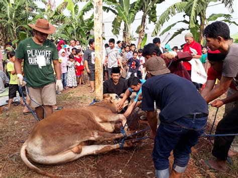 Mengenai pertanyaan kedua, sesungguhnya dari apa yang telah kami jelaskan di atas namun jika akikah tersebut memang bertepatan dengan waktu penyembelihan kurban, maka tidak. Syarat Kambing Atau Domba Aqiqah Adalah Sebagai Berikut ...