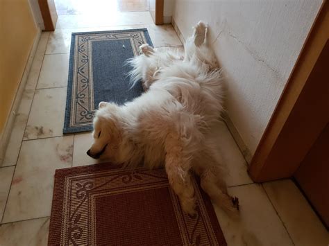 Geben sie ihren kaninchen die gelegenheit ihr leben nicht nur im kaninchenstall zu verbringen, sondern stundenweise in der wohnung herumzuhoppeln. Zerlegt jeder nordische Hund die Wohnung, wenn er ...