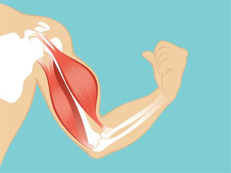 See more ideas about muscle diagram, medical anatomy, human anatomy and physiology. Adductor Longus Muscle Origin, Function & Anatomy | Body map, Chest muscles, Soleus muscle