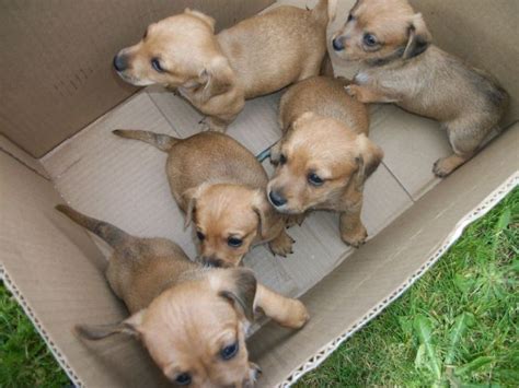 Browse thru our id verified puppy for sale listings to find your perfect puppy in your area. 1/2 MINIATURE DACHSHUND/ 1/2 CHIHUAHUA PUPPIES 3 Males 275 ...