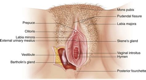 Female reproductive organs external diagram. Nursing Assessment: Reproductive System | Nurse Key