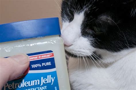 How to Clear a Cat's Stuffy Nose | Cat sneezing remedies ...
