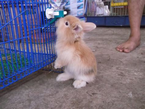 เกาะโอคุโนะชิมะ (okunoshima island) ตั้งอยู่ในเขตเมืองทาเคะฮาระ (takehara) ห่างจากฝั่งฮิโรชิมะ (hiroshima) เพียง 3.4 กิโลเมตร เป็นเกาะขนาดเล็กทางฝั่งทะเลเซโตะ (seto inland sea. ขายกระต่าย น่ารักๆ โดยร้านรักษ์กระต่าย โคราช