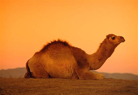 Rasterafbeeldingen, illustratie en vectoren, perfect geprijsd om te passen bij uw projectbudget. dromedary - Animal Stock Photos - Kimballstock