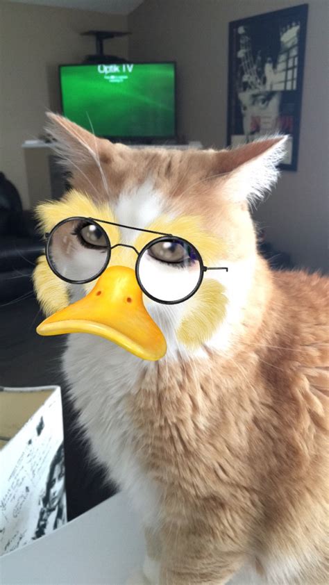 There are two ways you can unlock this lens for your snapchat account. Snapchat filter on my cat : aww