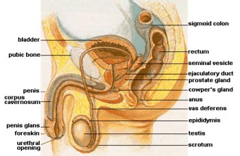 Prostate massage could be the answer to your prayers! Prostate massage - Wikipedia