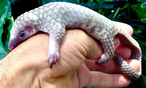 Just a baby pangolin, climbing a tree. 10+ Baby Pangolins Who Are The World's Cutest Artichokes ...