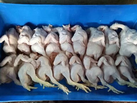 Pemborong maju bersatu sdn bhd. ayam: pembekal ayam segar melaka